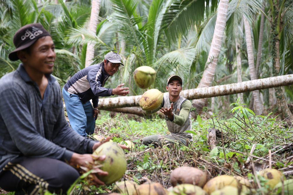 petani kelapa Semarang