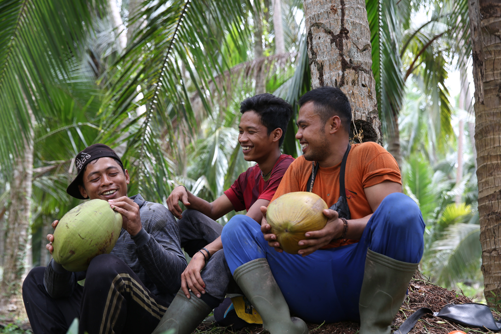 panen kelapa Semarang